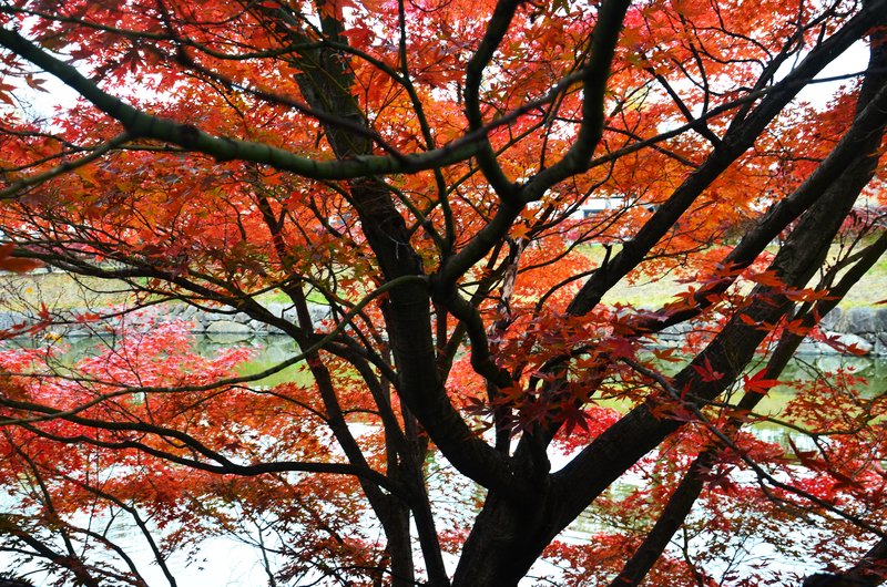 Japón y sus Pueblos-2024 - Blogs de Japon - Matsumoto-13 y 14-11-2024 (55)
