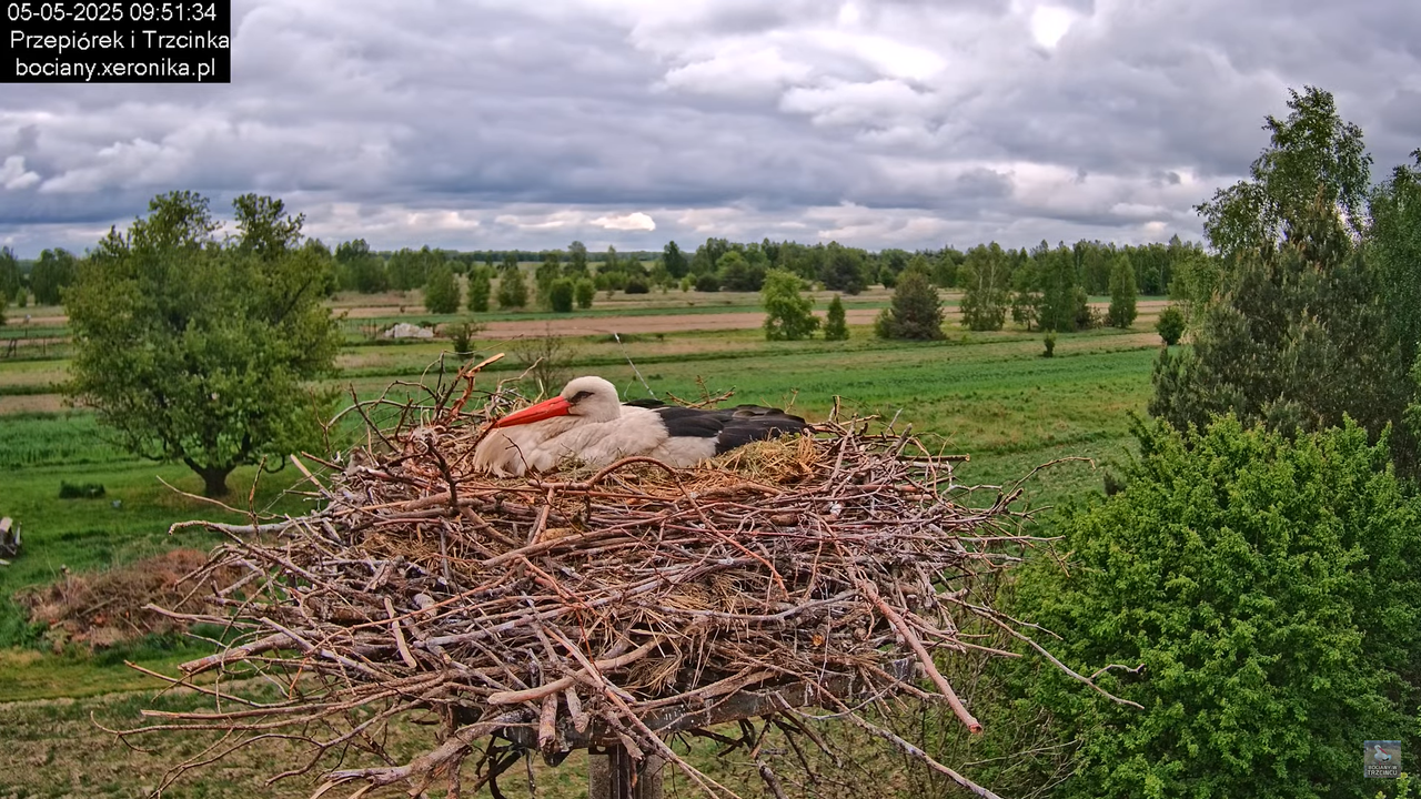 05052025bociany12