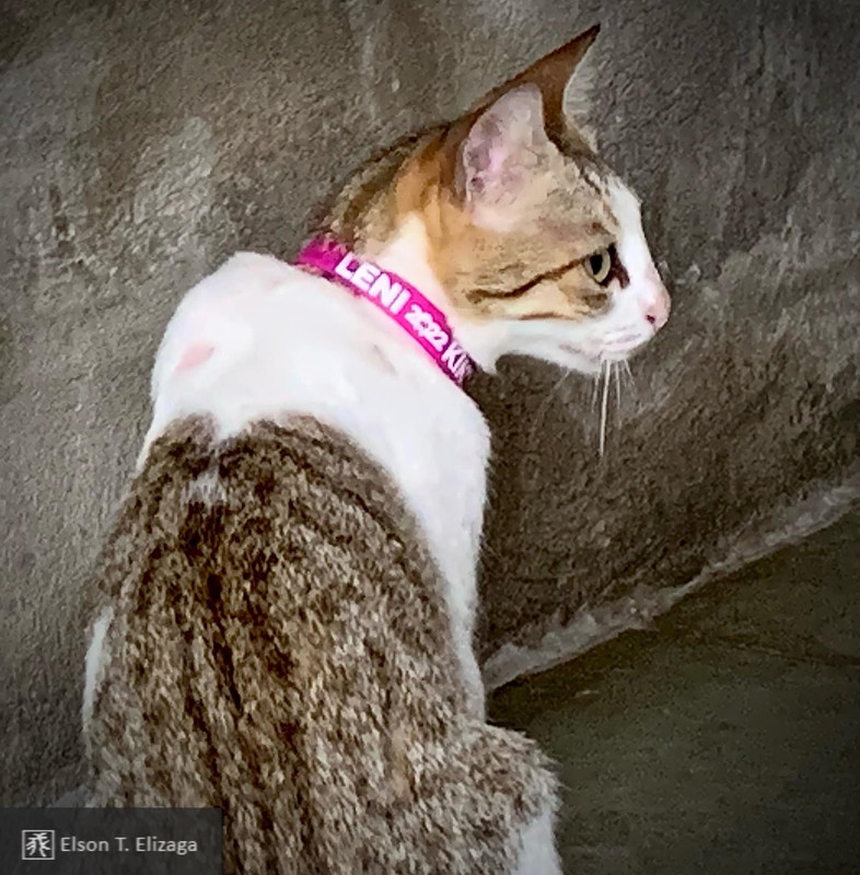 F04D7466-4C22-458B-8CC1-62B0A0DED449