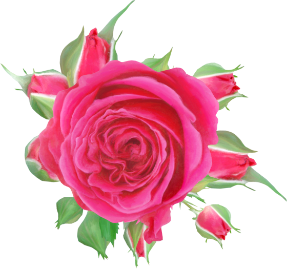 Rose08