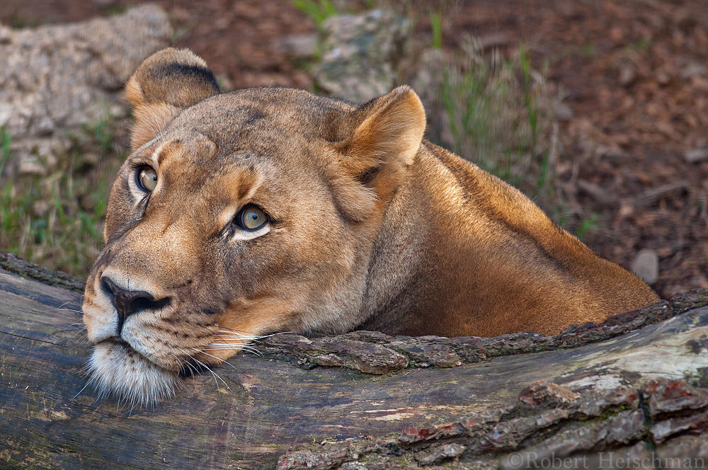 lioness-0128-by-robbobert-d8yr682-fullview.jpg