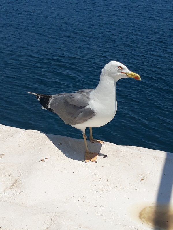 Slika