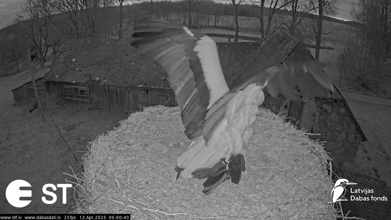 (3) Baltie stārķi (Ciconia ciconia) Tukuma novadā __ White storks in Tukums, Latvia - YouTube - 734_