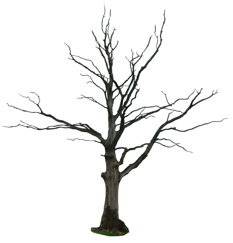 pngimg.com - tree_PNG92700