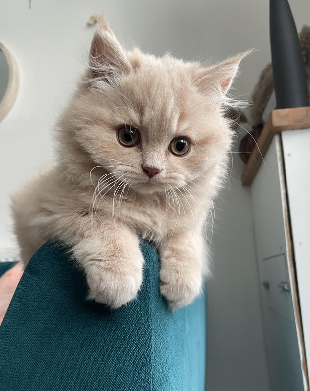 he-is-purrfection-v0-5le8iry9wq3h1.jpg