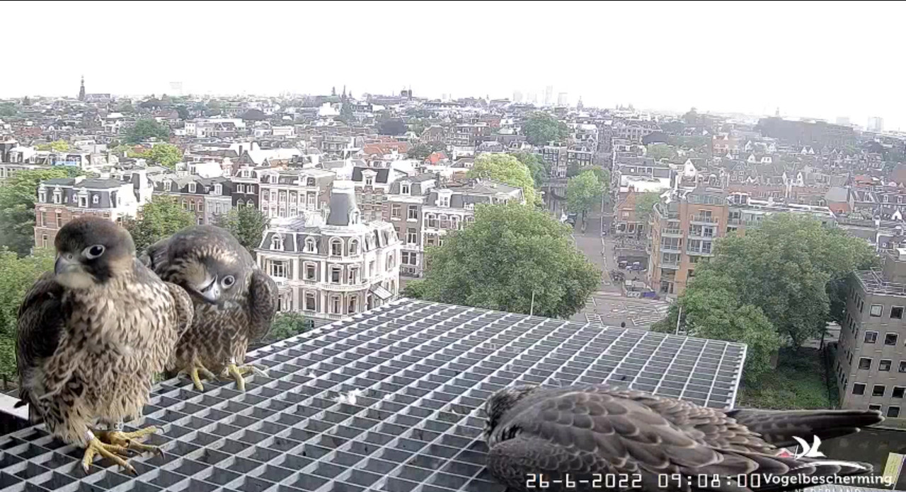 Amsterdam/Rijksmuseum screenshots © Beleef de Lente/Vogelbescherming Nederland - Pagina 33 Video-2022-06-26-091947-Moment