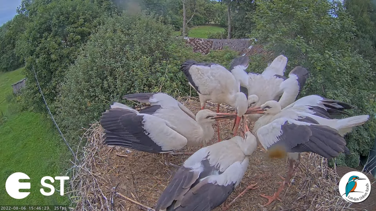 Baltie stārķi (Ciconia ciconia) Tukuma novadā - LDF tiešraide __ White storks in Tukums, Latvia 17-4