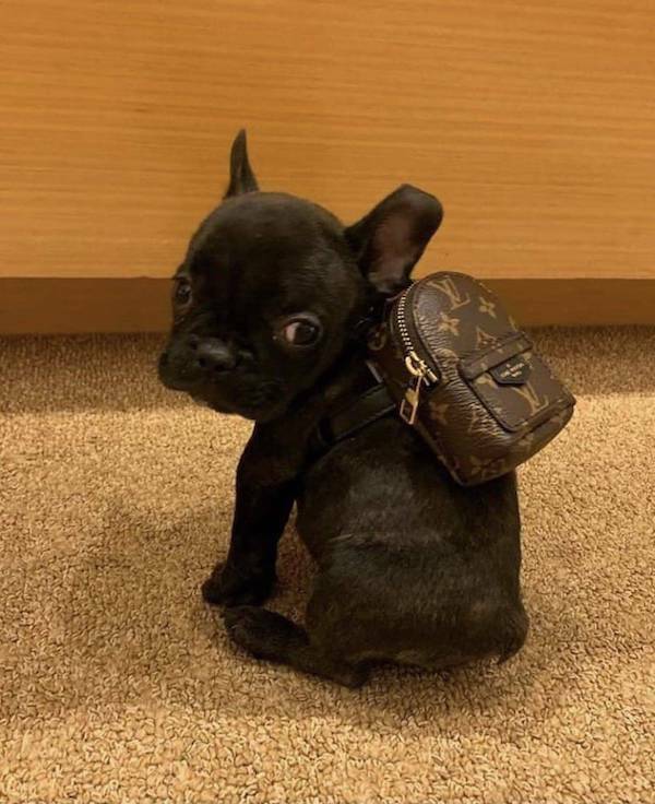 daily-picdump-23.jpg