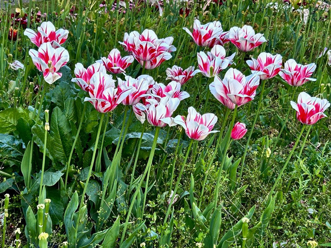 Пёстрая лента. Путешествие по сельским дорогам Англии в мае 2025 г.