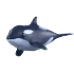 Orca