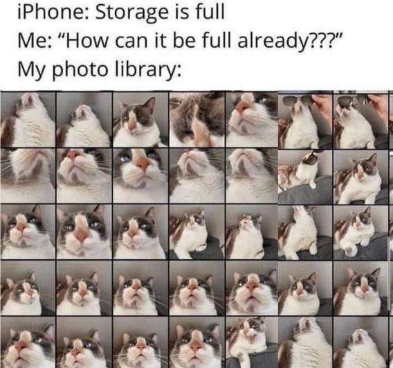 cat-iphone.jpg