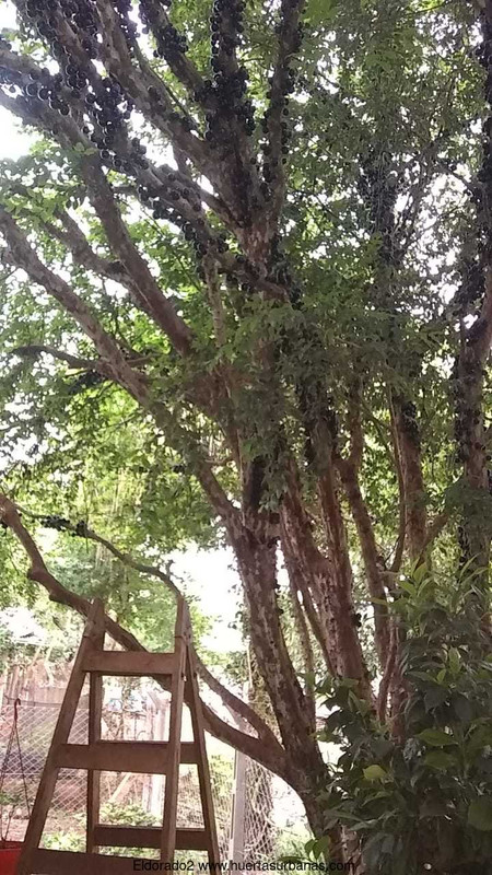 Huertasurbanas_com-Arbol.jpeg-20211007_124549Eldorado2