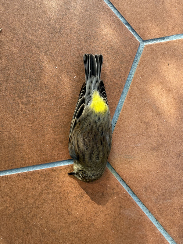 a dead bird with a brown body, dark brown wings, and a yellow back from above