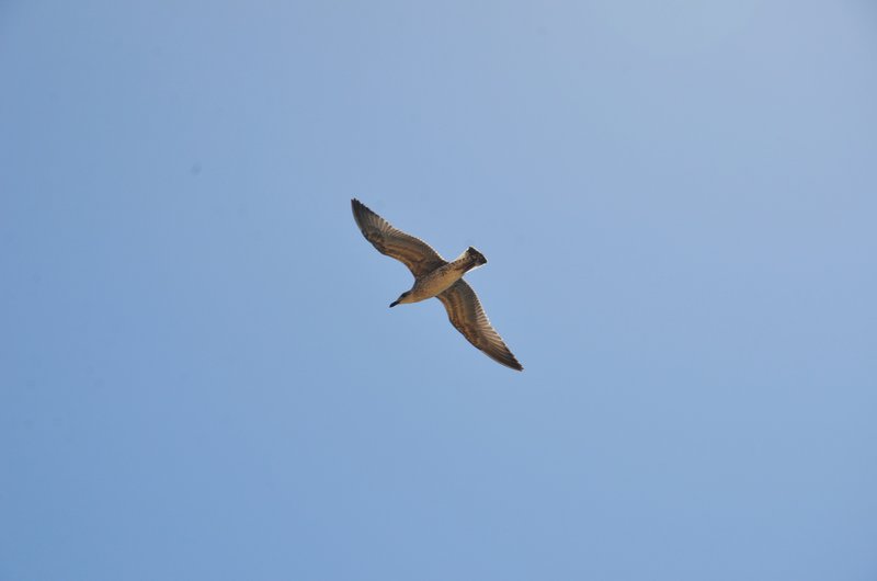 PLAYA DE LOS COCEDORES-2011/2017-MURCIA - Paseando por España-1991/2017 (65)