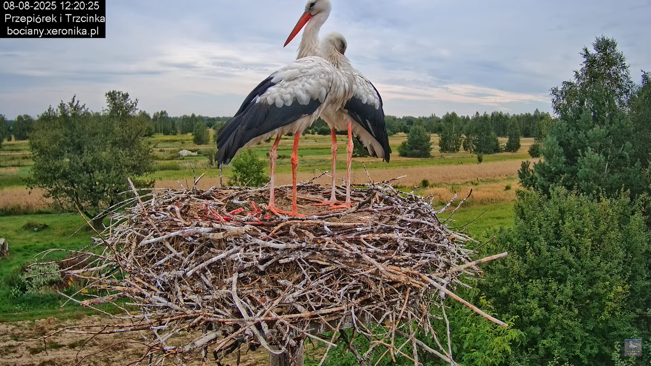 08082025bociany15