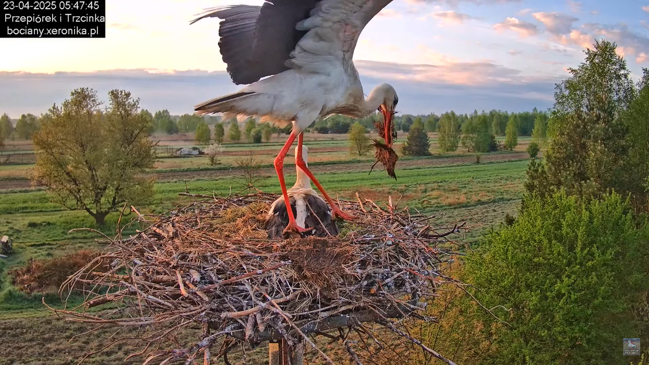 23042025bociany4