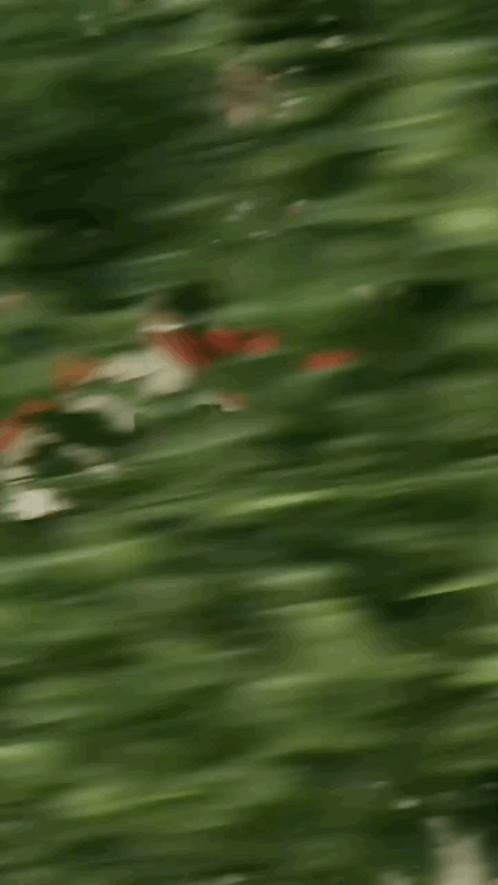 6BBEE931-299E-46E3-9517-E1DE563E1567.gif