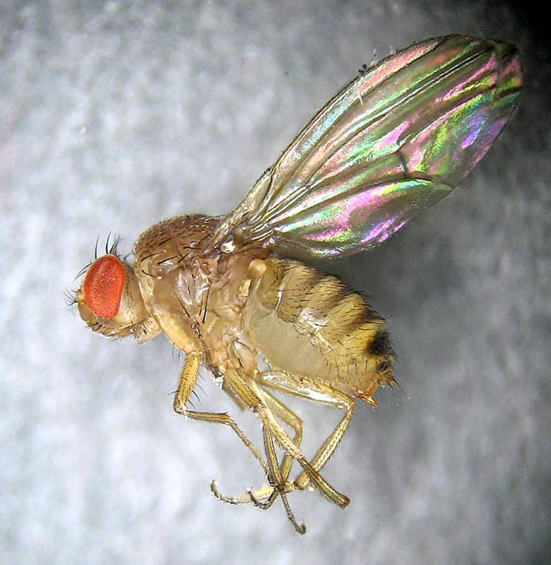 fruit-fly3.jpg