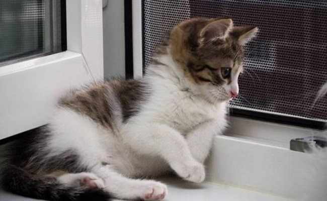 Прикрепленная картинка