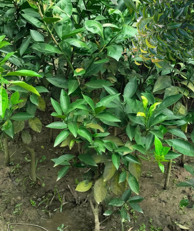 কমলা ফলসহ গাছ ও চারা