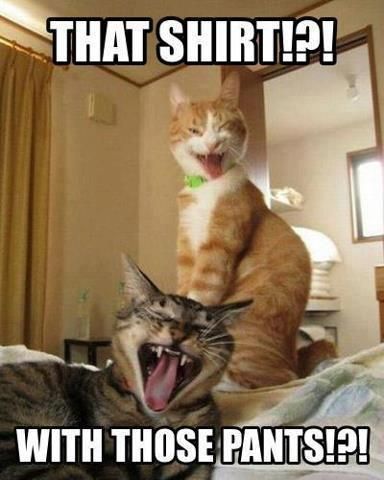 Cat Humor #8