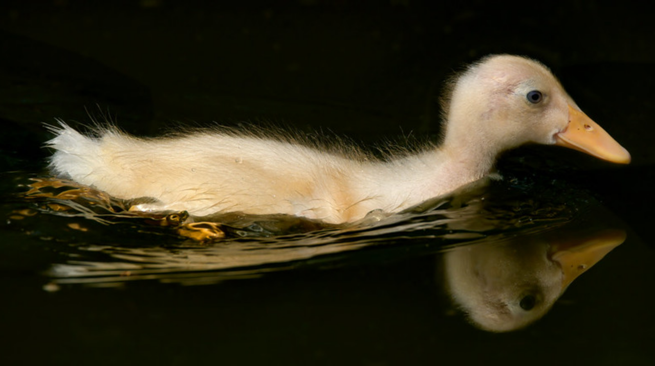 yellow-duckling-dis.png