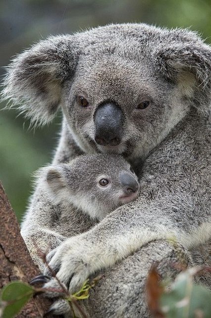 koala.jpg