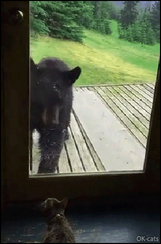 Amazing-Cat-GIF-Curious-black-bear-against-brave-kitty-Bear-is-scared-cat-rules.gif