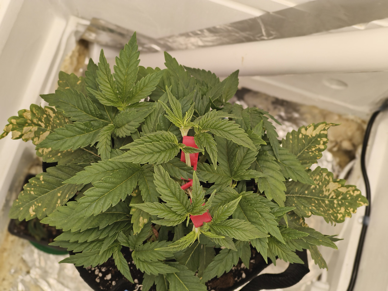 IMG 20260204 204215412