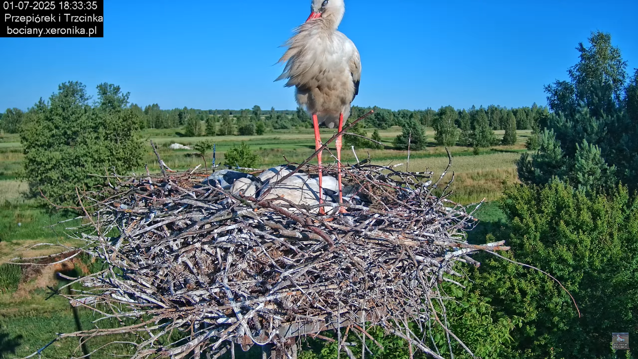 01072025bociany40
