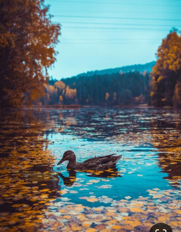 Screenshot_20231126_212419_Pinterest