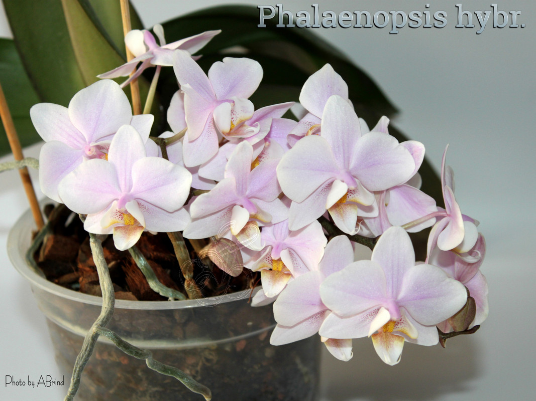 photostudio_1642016685084