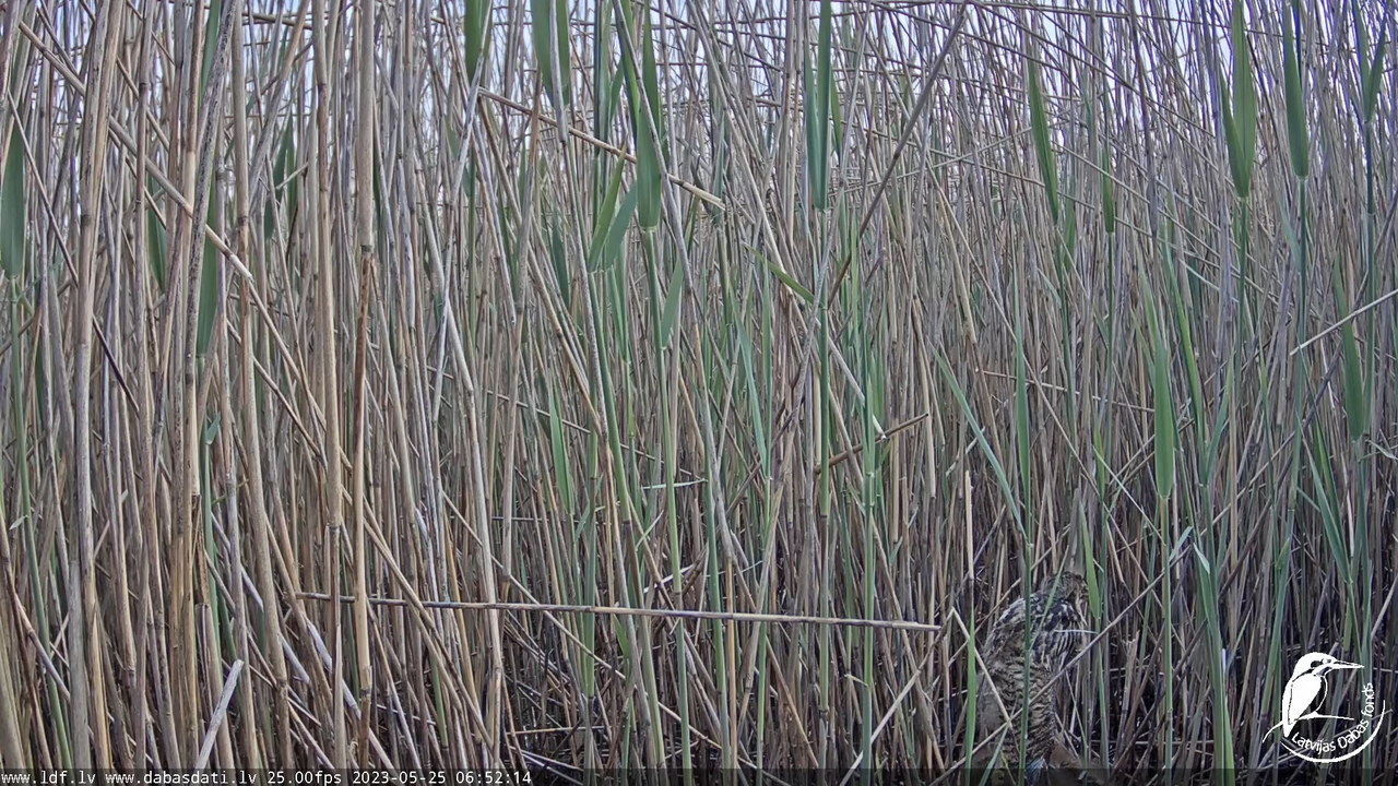 Lielais dumpis (Botaurus stellaris) Engurē - LDF tiešraide 7-49-46 screenshot