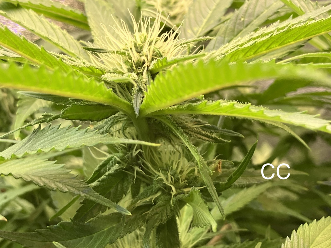 IMG_1649 (Mayo 27  2023)