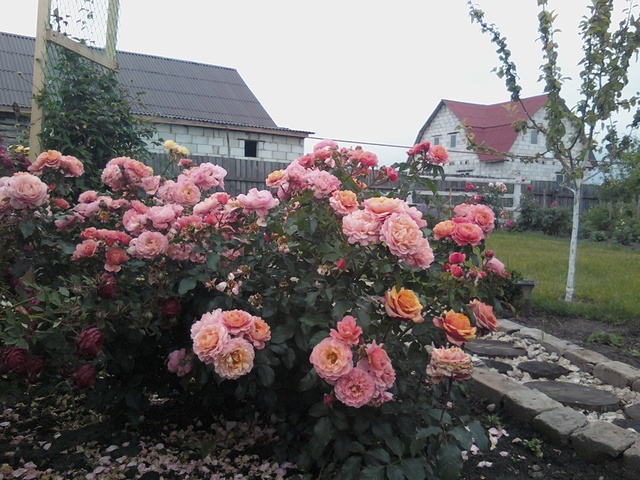 IMG2423-01