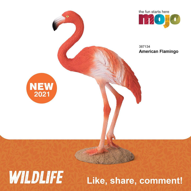 mojo - Mojo Fun New 2021 - complete with pictures Mojo-American-flamingoe