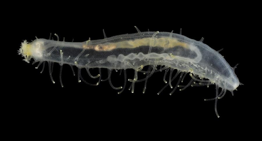 Прозрачный морской огурец (Pelagothuria natatrix или Enypniastes eximia) Прозрачный морской огурец (Pelagothuria natatrix или Enypniastes eximia)
