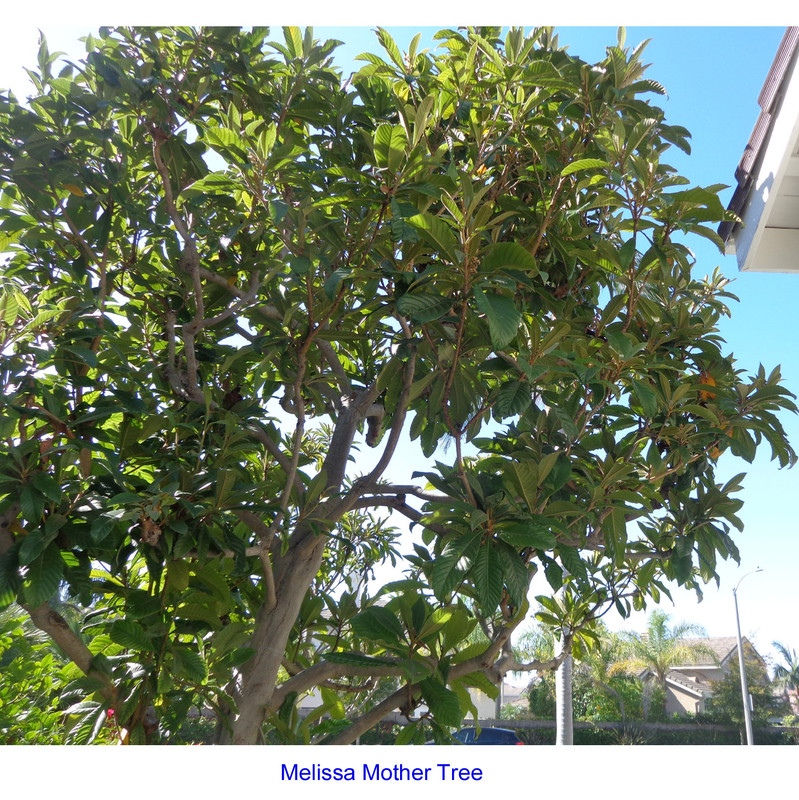 Melissa-MotherTree-pic1b