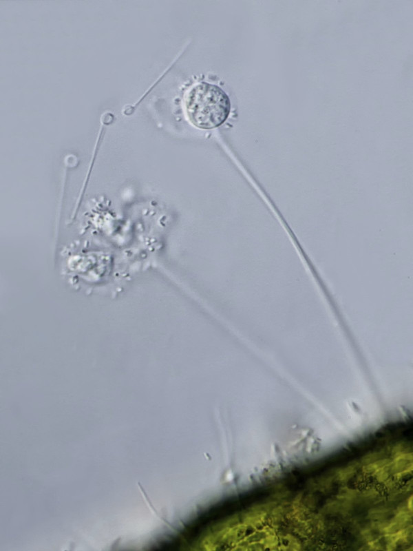 Codonosiga 05 botrytis Stiel-Flag abgelöste Geißeln DIK 100-Z7