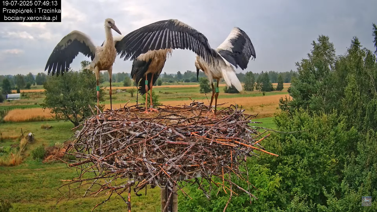 19072025bociany12