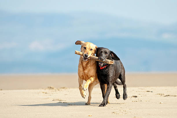 Labrador Retriever Dog Puppy