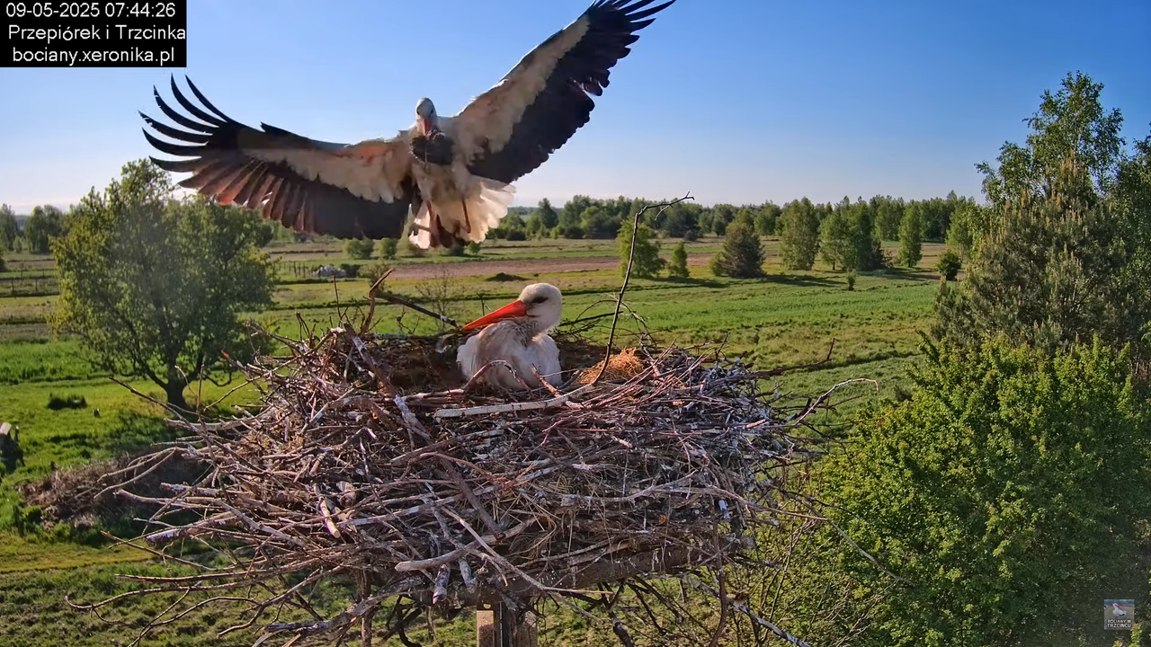 09052025bociany15