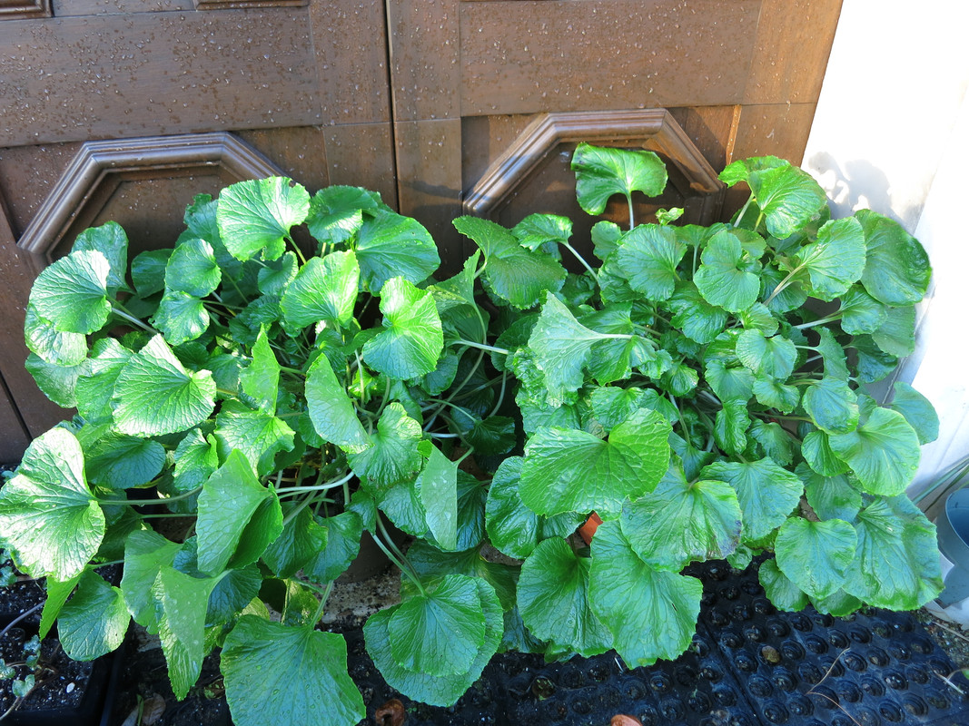 Wasabi Japonais (Wasabia japonica) Plant - Alsagarden