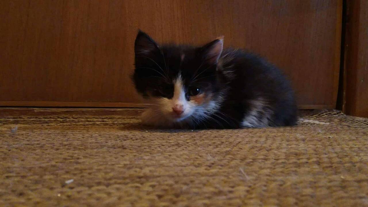 ПерваяПартия4