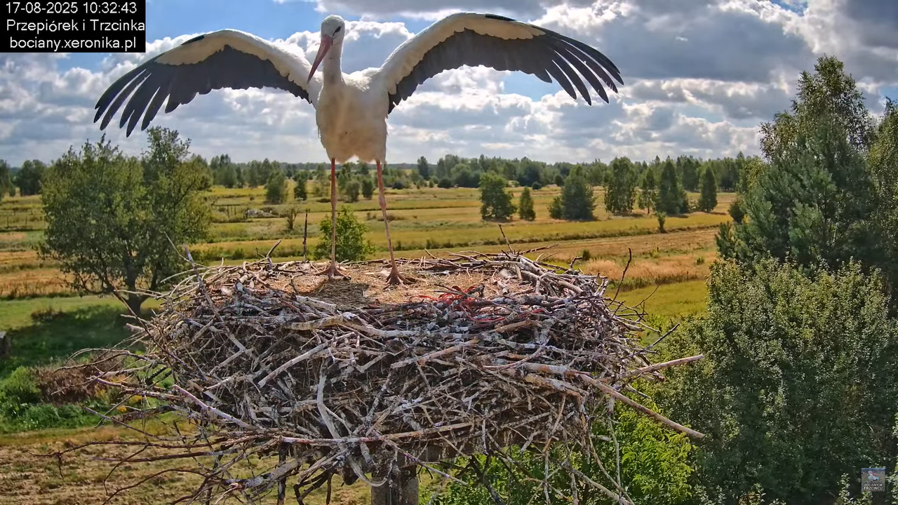 17082025bociany22