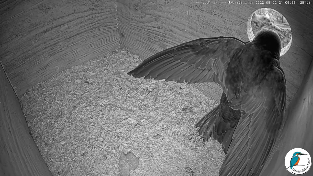 Svīre (Apus apus) Cēsu pils - LDF tiešraide _ Būris 12-35-21 screenshot