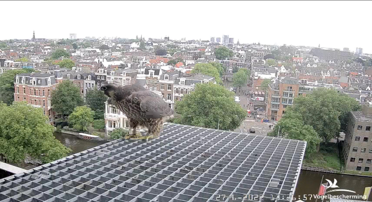 Amsterdam/Rijksmuseum screenshots © Beleef de Lente/Vogelbescherming Nederland - Pagina 33 Video-2022-06-27-132839-Moment-2