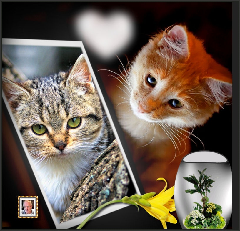 MOOIE-KATER-2