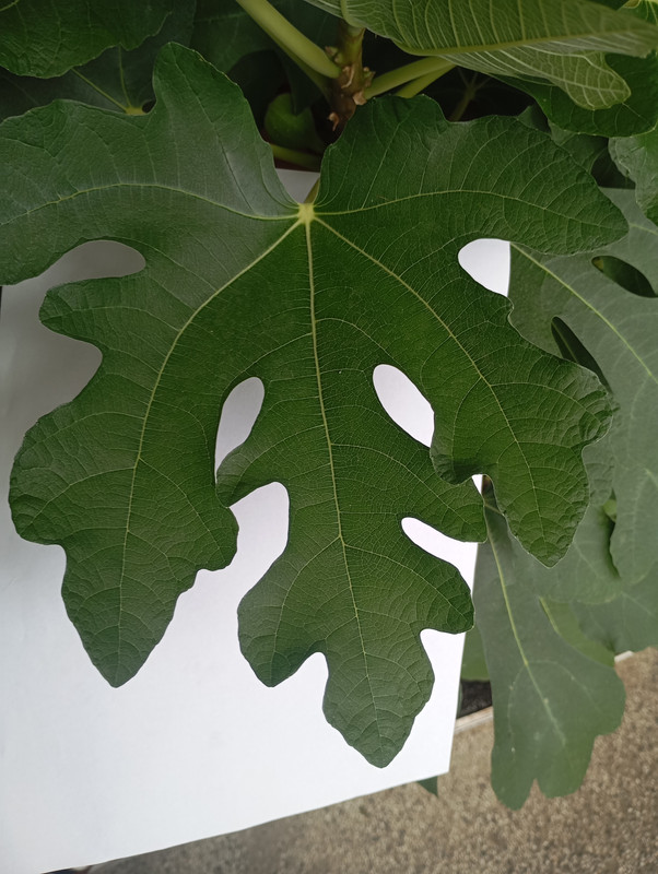 Mission-untypical-leaf.jpg