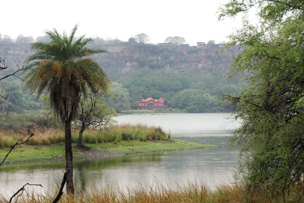 Ranthambore Attractions 9 shutterstock 389922121